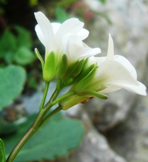 Arabis collina